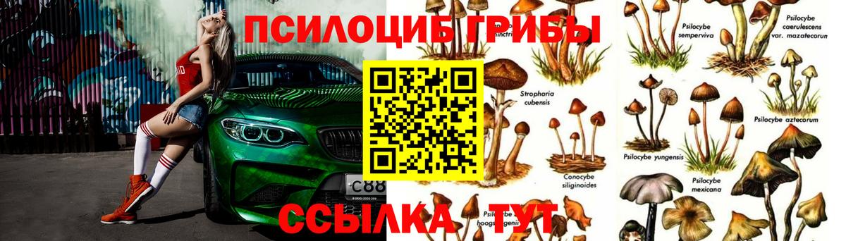 Фролово  Галлюциногенные грибы Psilocybe  Вход с VPN 